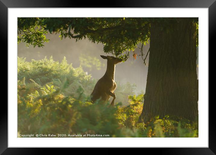 Deer breakfast Framed Mounted Print by Chris Rabe