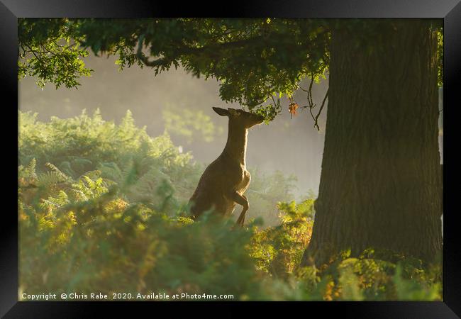 Deer breakfast Framed Print by Chris Rabe