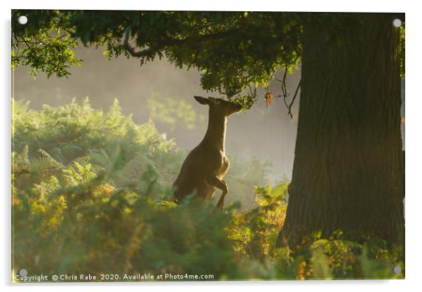 Deer breakfast Acrylic by Chris Rabe