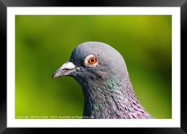 Pigeon portrait Framed Mounted Print by Chris Rabe