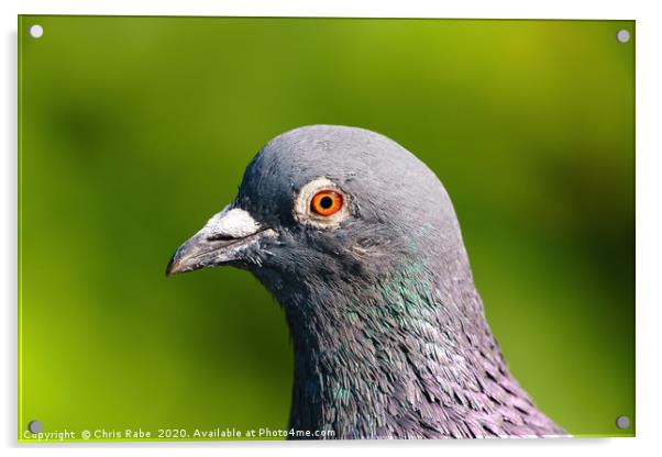 Pigeon portrait Acrylic by Chris Rabe