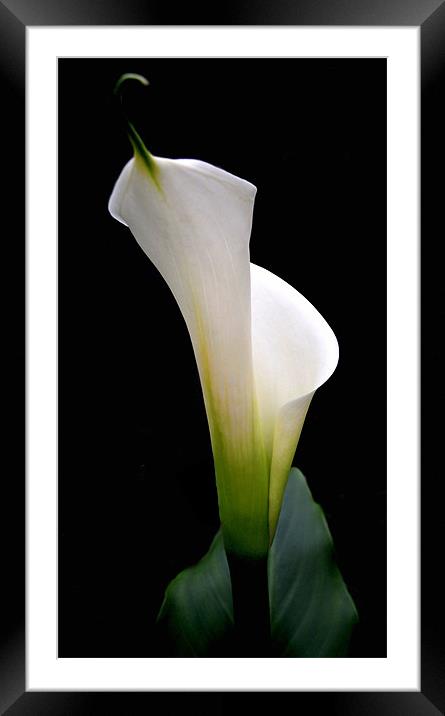calla lily Framed Mounted Print by Heather Newton