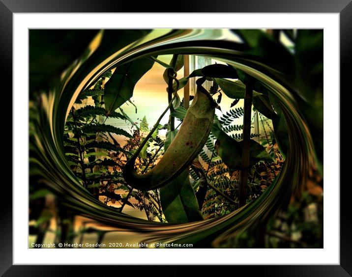 Pitcher Plant (Nepenthes) Framed Mounted Print by Heather Goodwin
