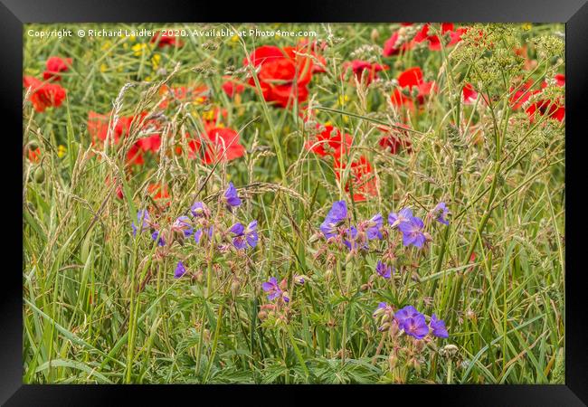 Purple Cranesbill and Red Poppies Framed Print by Richard Laidler