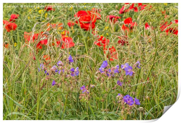 Purple Cranesbill and Red Poppies Print by Richard Laidler