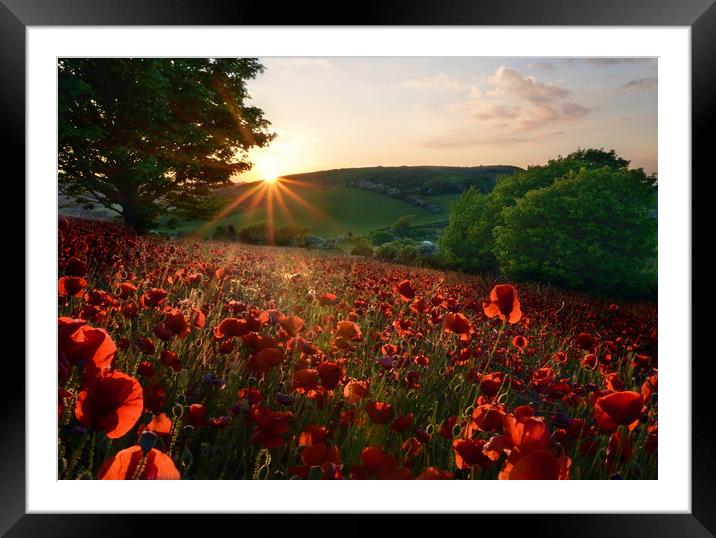 Dorset Poppies Framed Mounted Print by David Neighbour
