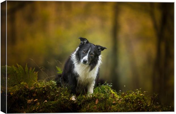 If You Go Down To The Woods Today .. Canvas Print by John Malley