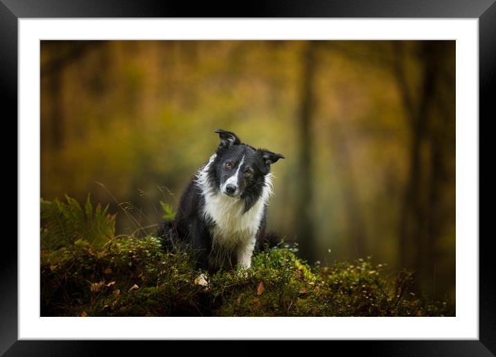 If You Go Down To The Woods Today .. Framed Mounted Print by John Malley