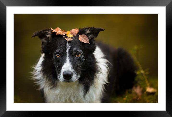 Playing the 'Autumn Leaf Game' Framed Mounted Print by John Malley