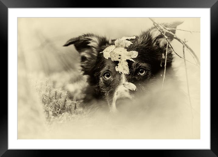 "They won't see me .. I'm camouflaged!"  Framed Mounted Print by John Malley