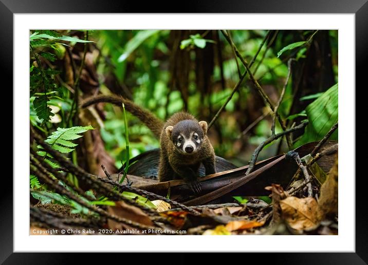 Baby Ring-Tailed Coati  Framed Mounted Print by Chris Rabe