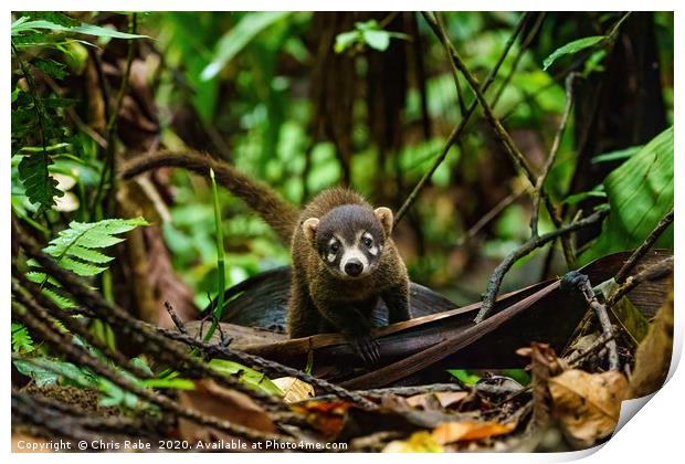 Baby Ring-Tailed Coati  Print by Chris Rabe