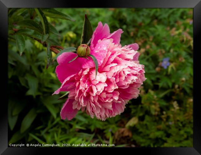 Pink Peony Framed Print by Angela Cottingham