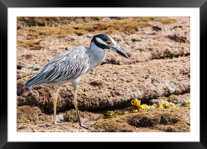Yellow-crowned Night Heron Framed Mounted Print by Chris Rabe