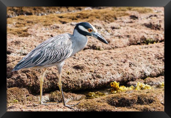 Yellow-crowned Night Heron Framed Print by Chris Rabe