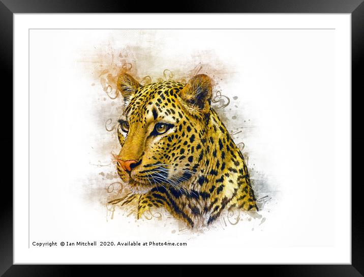 Leopard Art Framed Mounted Print by Ian Mitchell