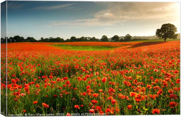 A Field of Red Canvas Print by Gary Clarricoates