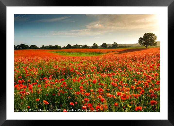 A Field of Red Framed Mounted Print by Gary Clarricoates