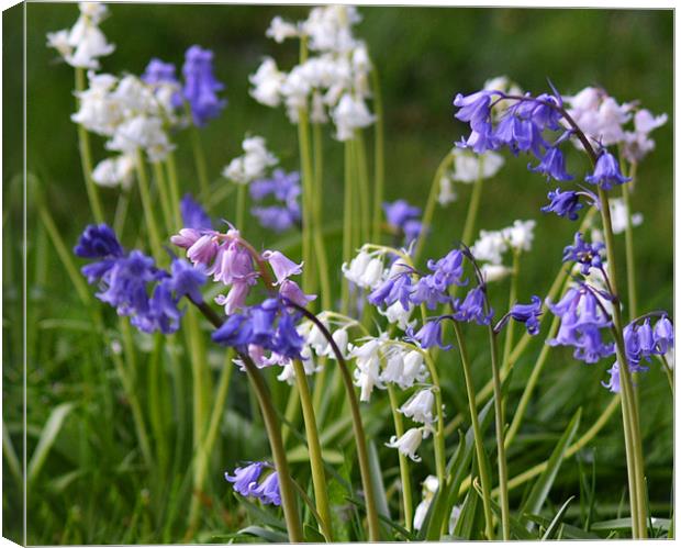 spanish bluebell Mix Canvas Print by Donna Collett