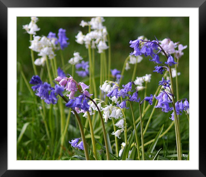 spanish bluebell Mix Framed Mounted Print by Donna Collett