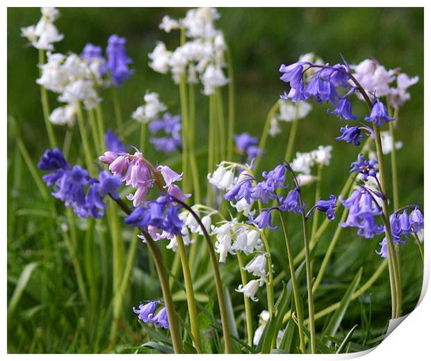 spanish bluebell Mix Print by Donna Collett