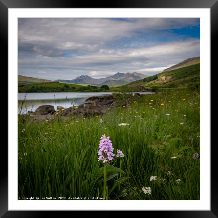 wild flowers and mountains Framed Mounted Print by Lee Sutton