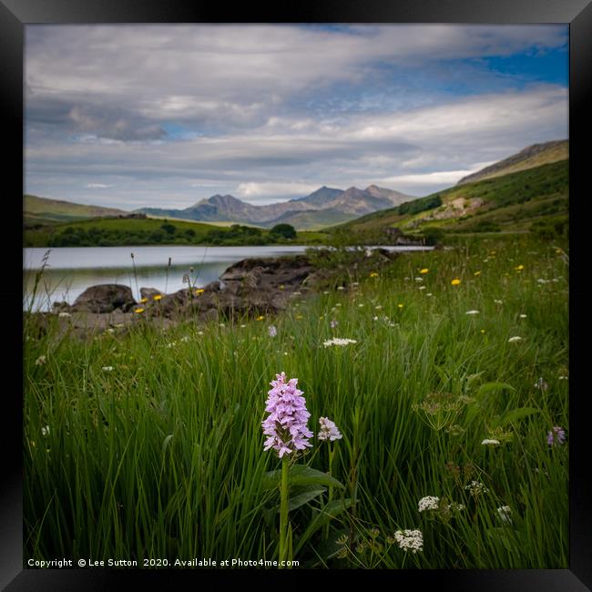wild flowers and mountains Framed Print by Lee Sutton