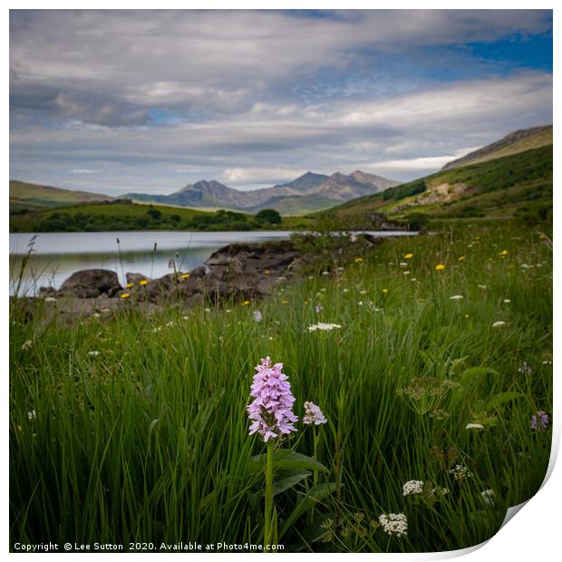wild flowers and mountains Print by Lee Sutton