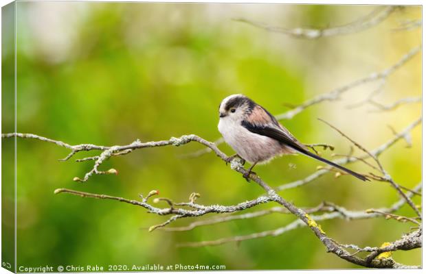Long-tailed tit  Canvas Print by Chris Rabe