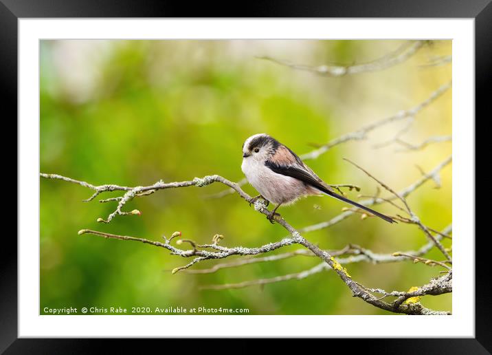 Long-tailed tit  Framed Mounted Print by Chris Rabe