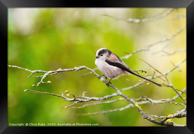 Long-tailed tit  Framed Print by Chris Rabe
