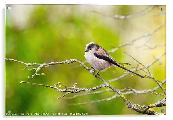 Long-tailed tit  Acrylic by Chris Rabe