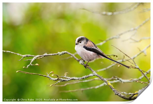 Long-tailed tit  Print by Chris Rabe