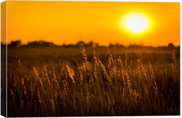 Meadow Grass Sunset Canvas Print by Gareth Burge Photography