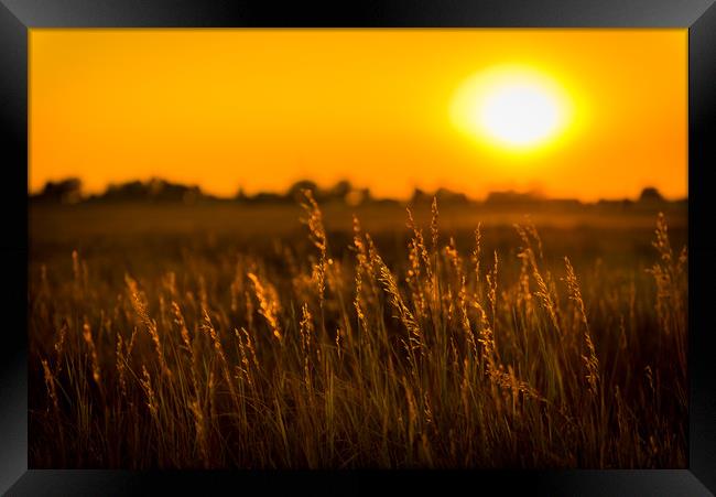 Meadow Grass Sunset Framed Print by Gareth Burge Photography
