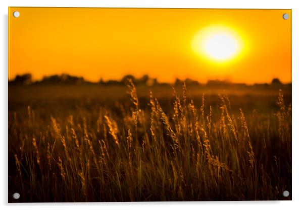 Meadow Grass Sunset Acrylic by Gareth Burge Photography