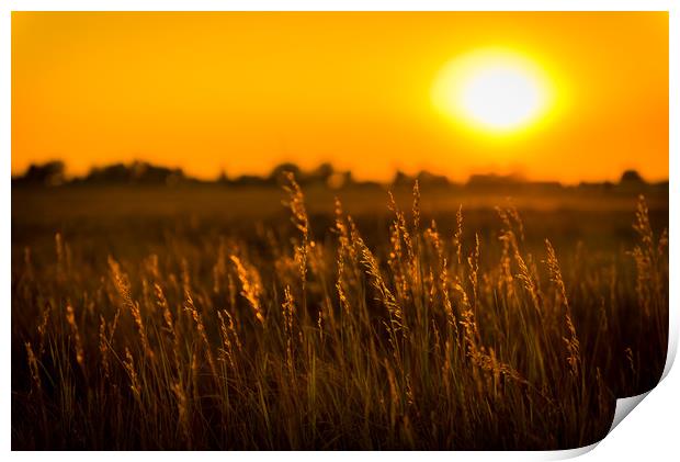 Meadow Grass Sunset Print by Gareth Burge Photography