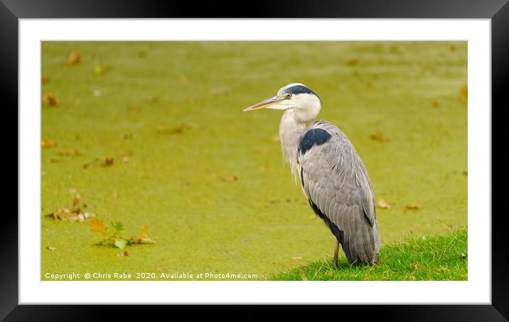 Grey Heron beside pond Framed Mounted Print by Chris Rabe