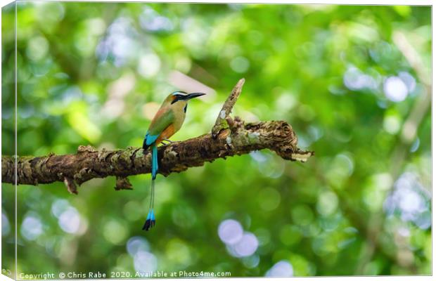 Turquoise-browed Motmot Canvas Print by Chris Rabe