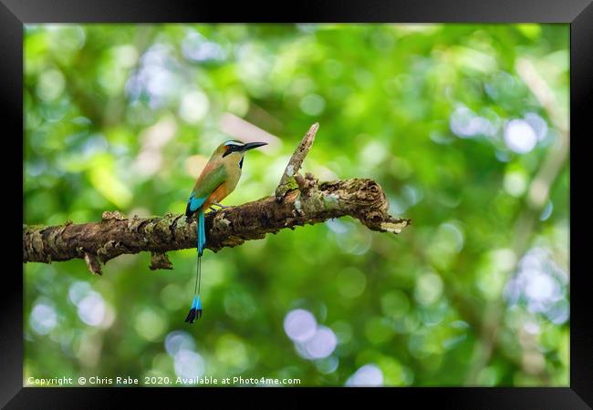 Turquoise-browed Motmot Framed Print by Chris Rabe