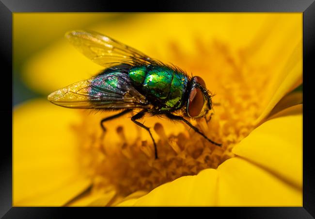 Common Green Bottle Fly 1 Framed Print by Gareth Burge Photography