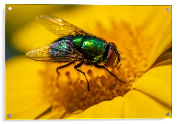 Common Green Bottle Fly 1 Acrylic by Gareth Burge Photography