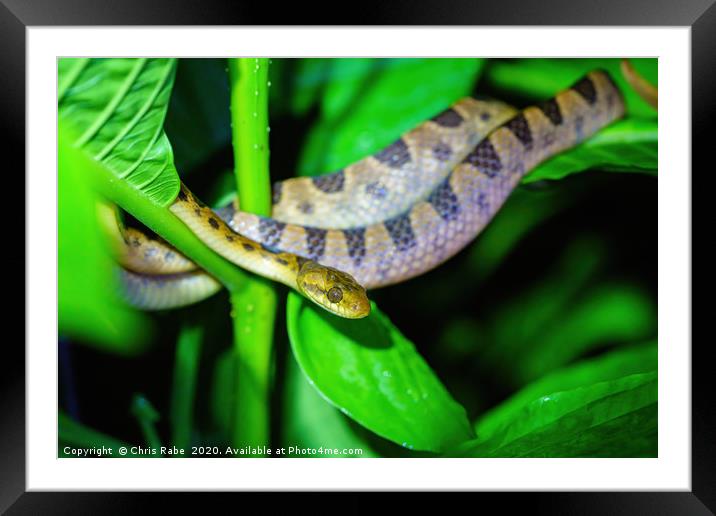 Banded Cat-eyed Snake  Framed Mounted Print by Chris Rabe