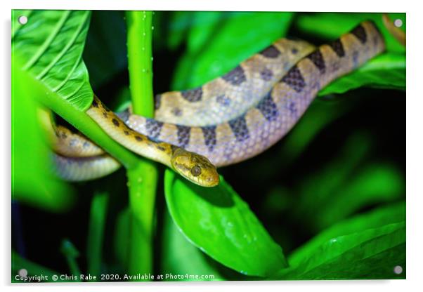 Banded Cat-eyed Snake  Acrylic by Chris Rabe