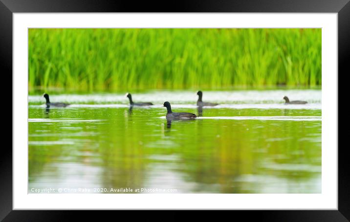 Coots Framed Mounted Print by Chris Rabe