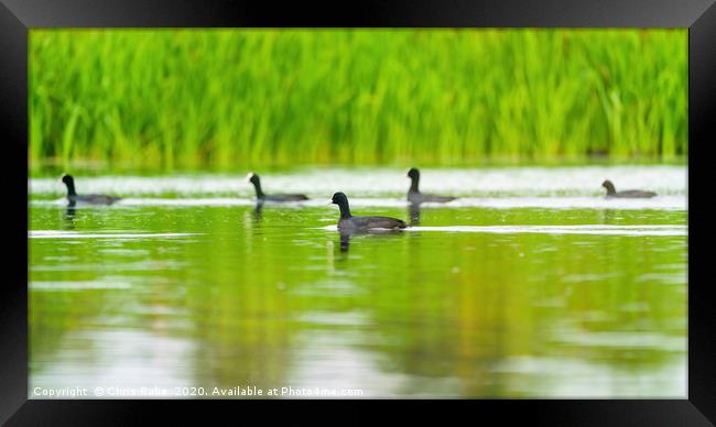 Coots Framed Print by Chris Rabe