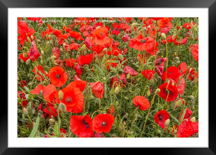 A Sea of Poppies Framed Mounted Print by Richard Laidler