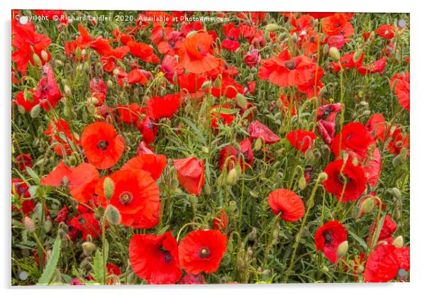A Sea of Poppies Acrylic by Richard Laidler