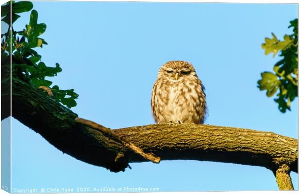 Little Owl frown Canvas Print by Chris Rabe