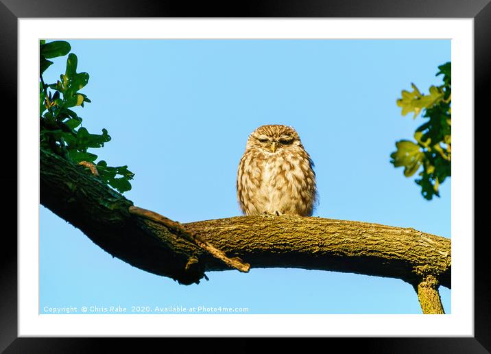Little Owl frown Framed Mounted Print by Chris Rabe